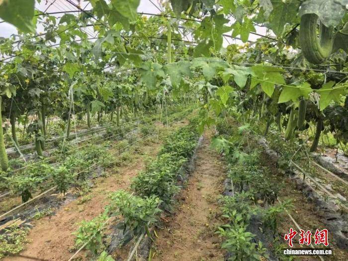 高平：闲置资源再“生金” 特色产业促振兴麻将胡了试玩模拟器乡村行·看振兴）山西